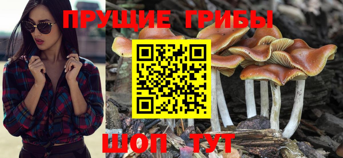 Ейск  Псилоцибиновые грибы Psilocybine cubensis  Вход с VPN 